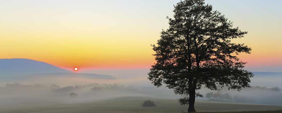 Silhouette of a tree on a misty morning